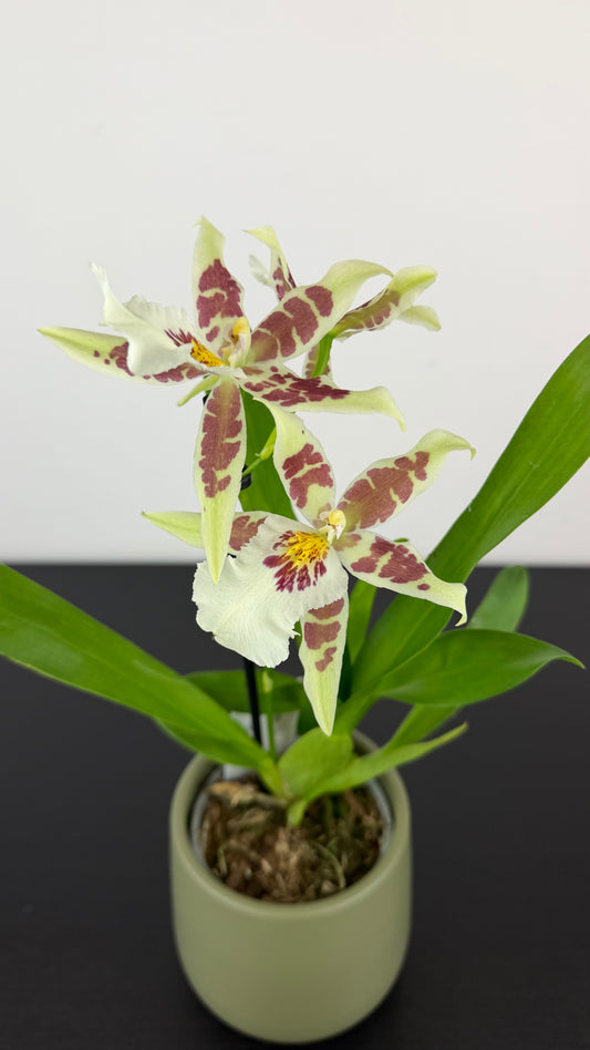 Cambria 5