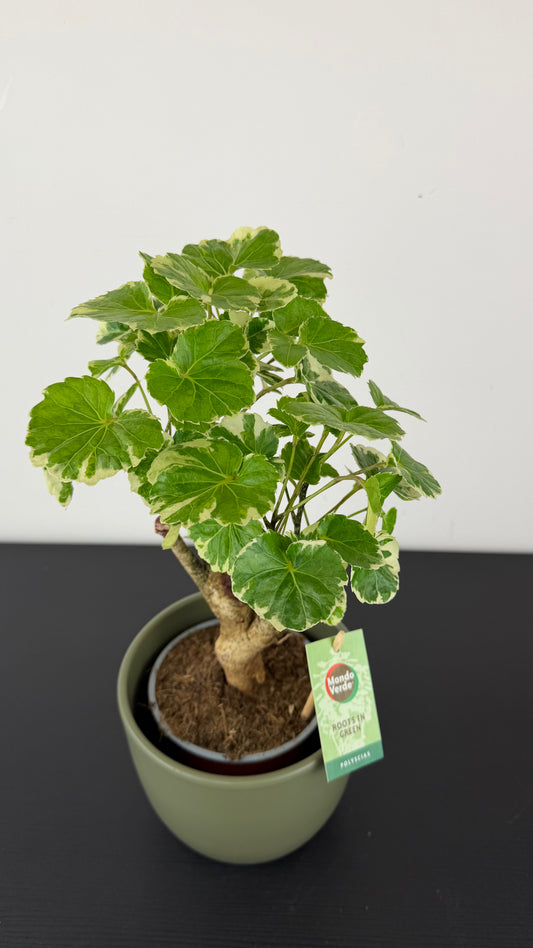 Polyscias 2
