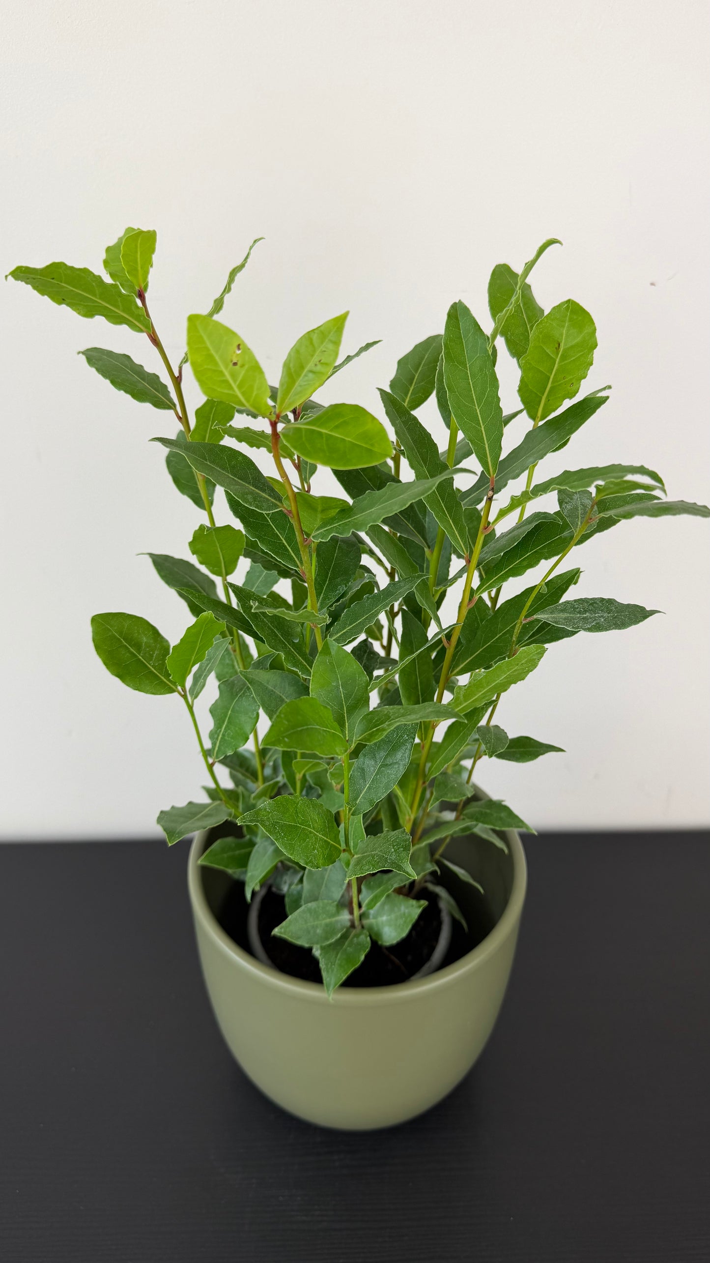 Laurus Nobilis
