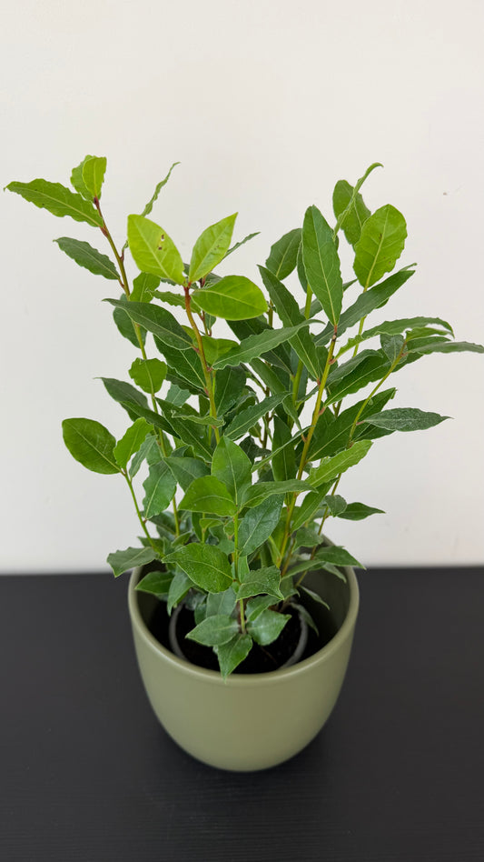 Laurus Nobilis