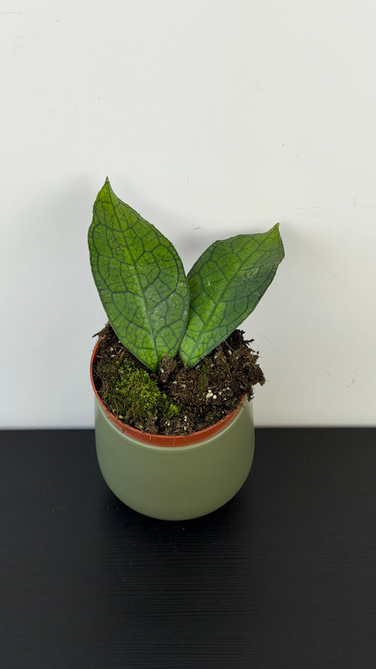 Hoya clemensiorum short Leaf
