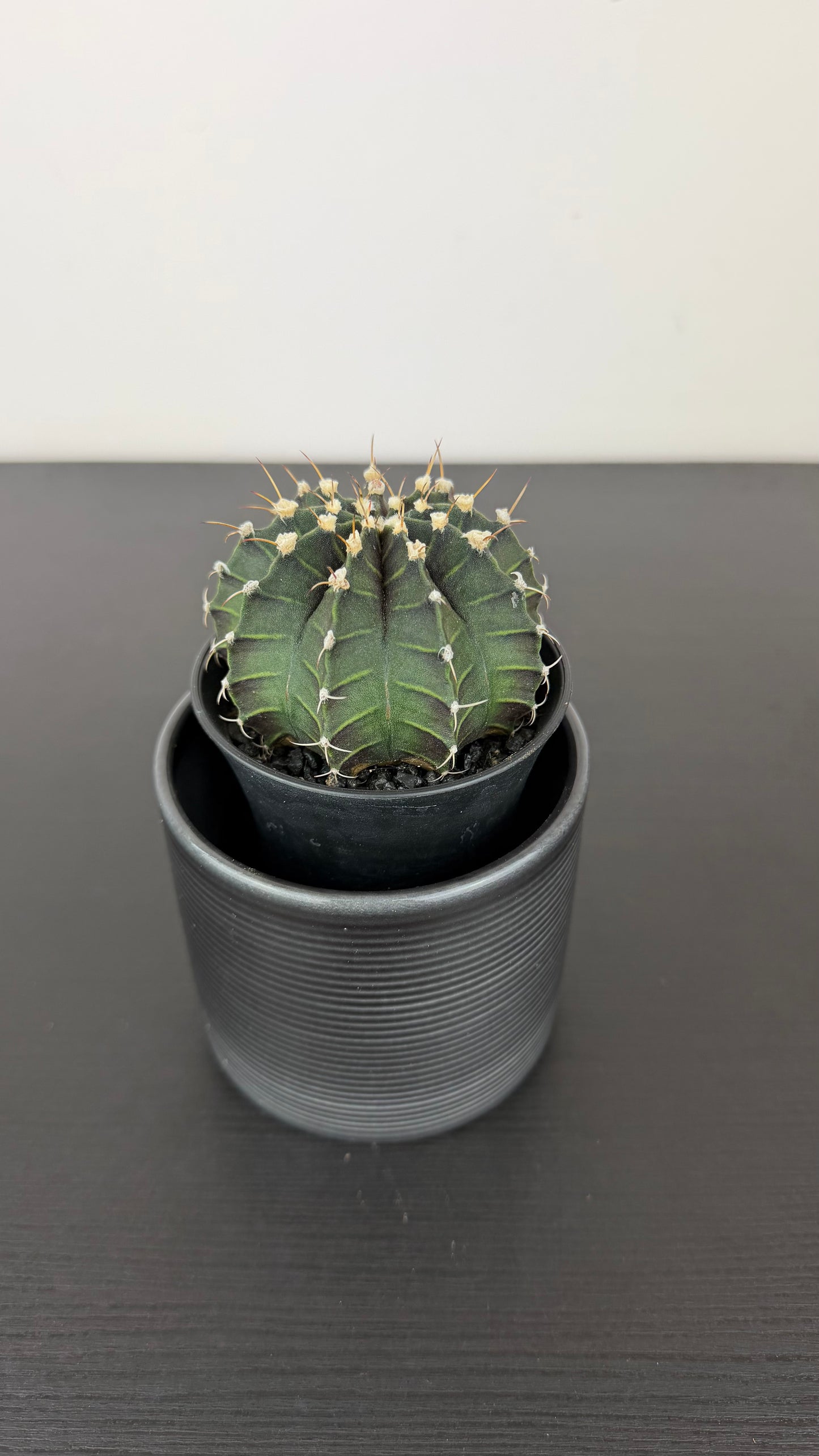 Gymnocalycium Green