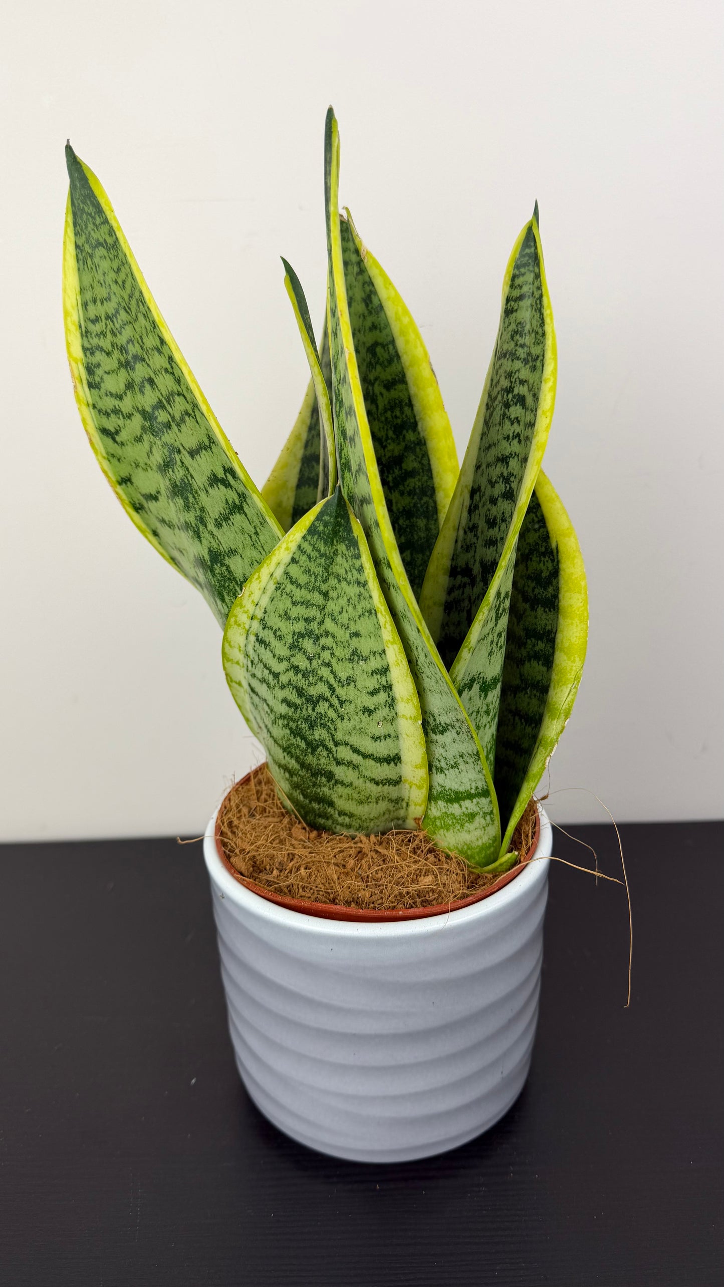 Sansevieria Futura Superba