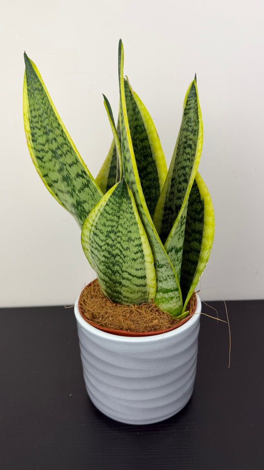 Sansevieria Futura Superba