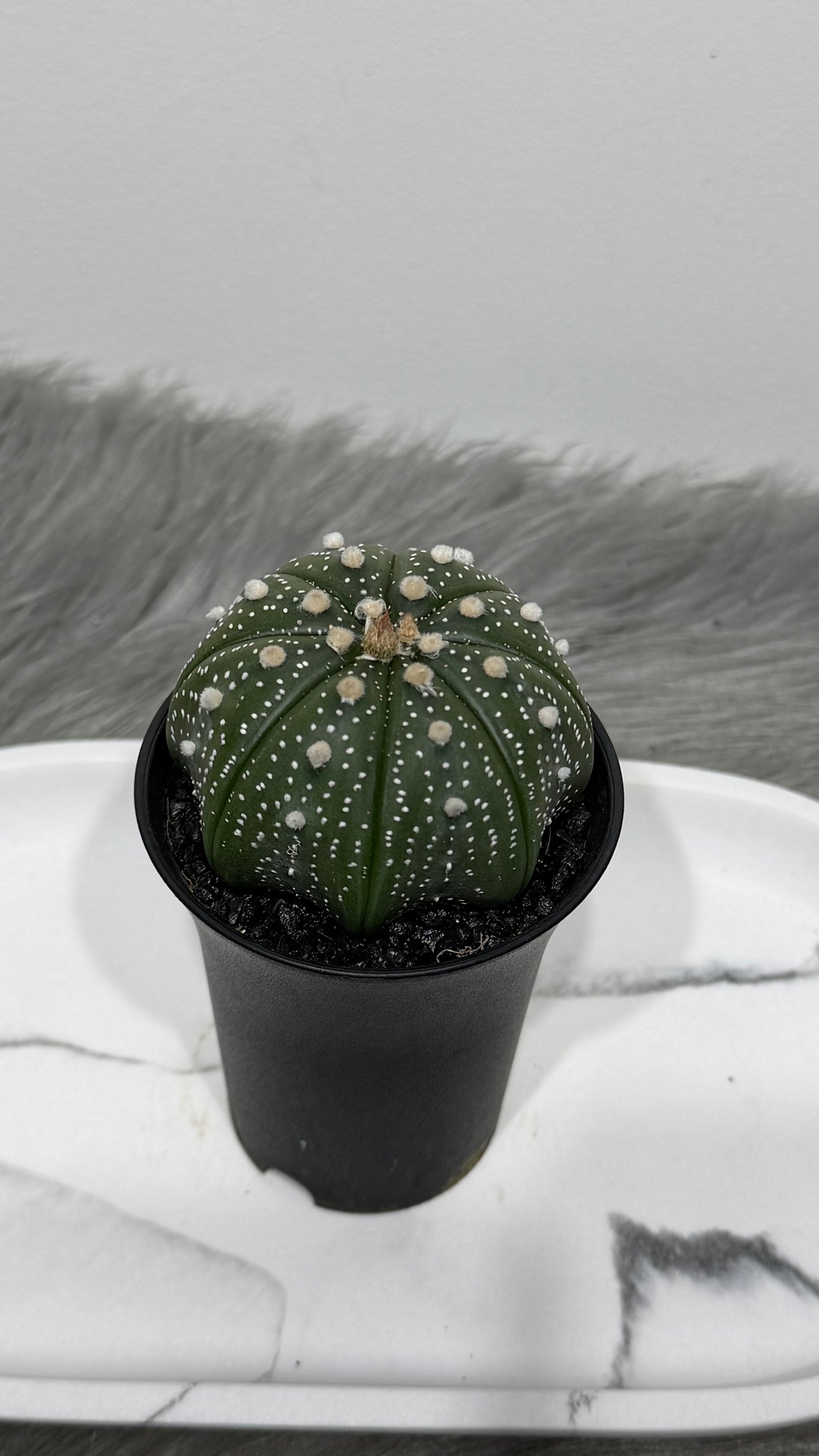 Astrophytum Asterias
