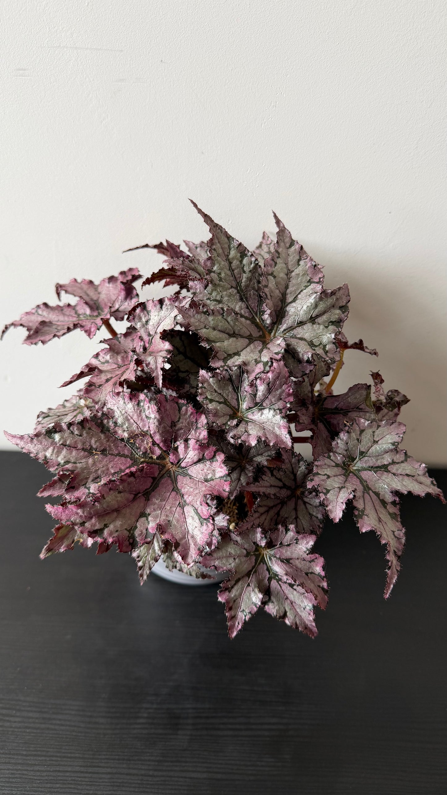 Begonia Rex 5