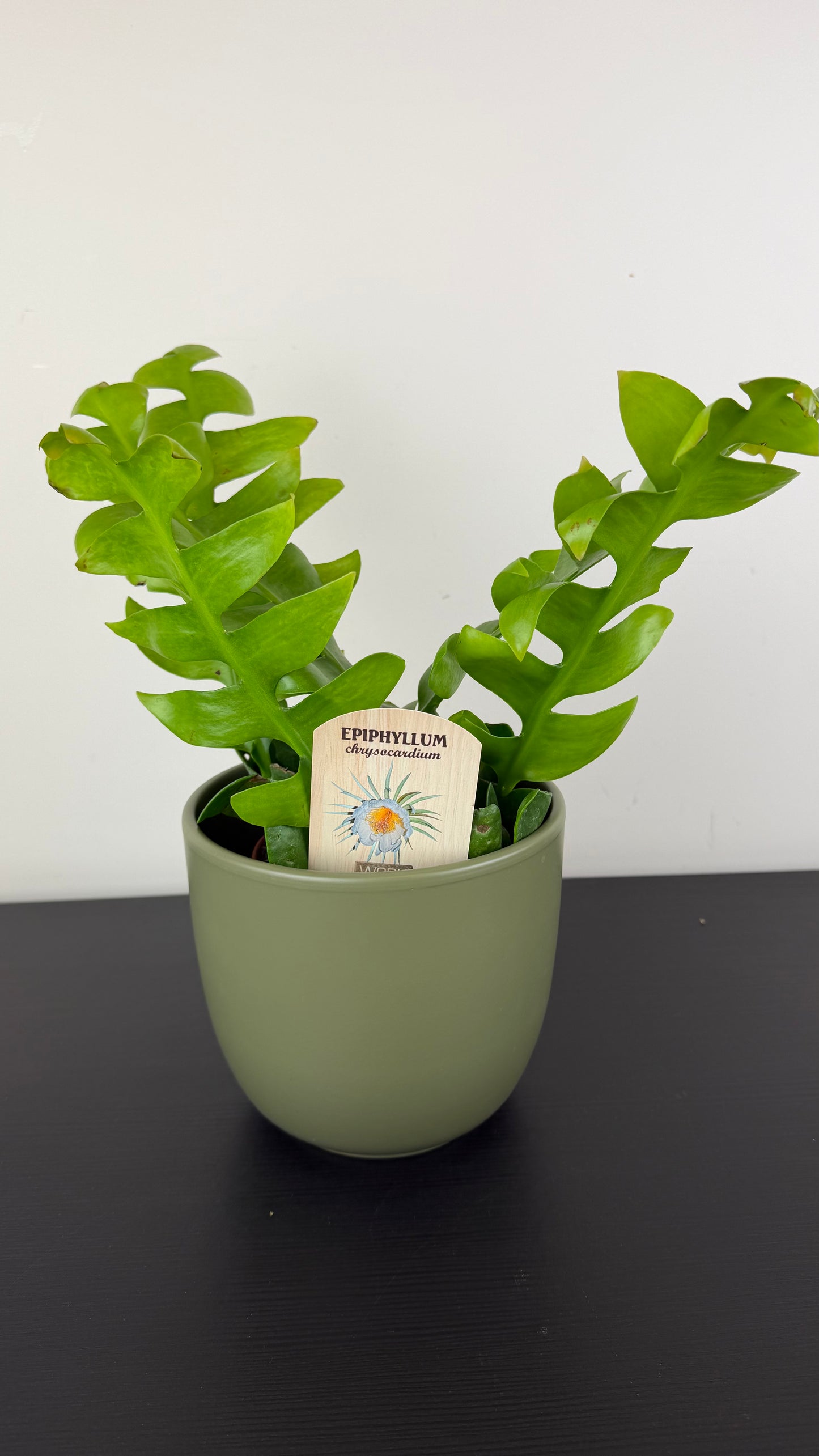 Epiphyllum Chrysocardium