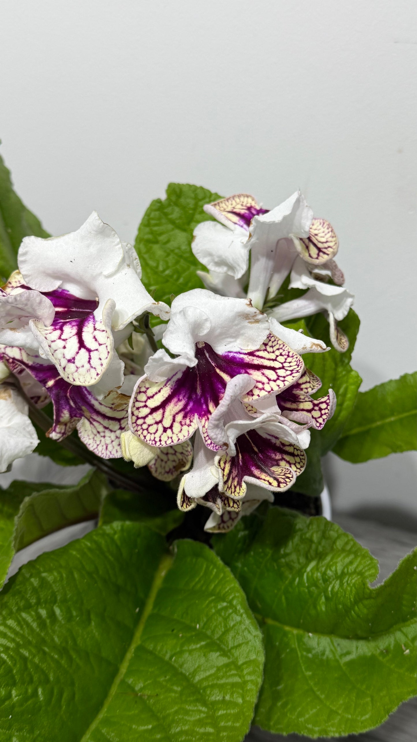 Streptocarpus 1