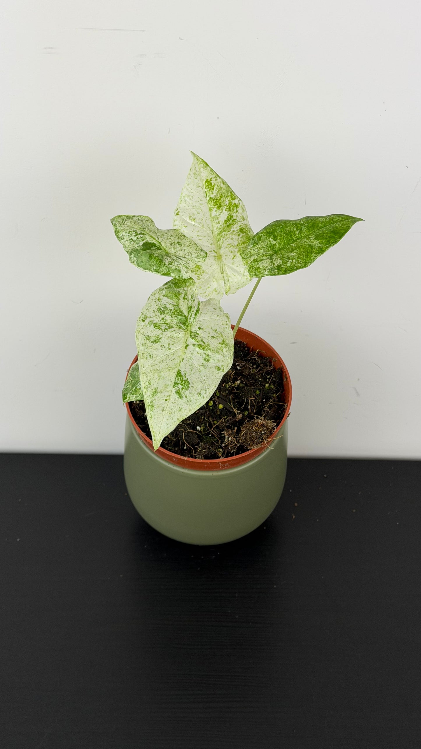 Alocasia odora Batik Variegata