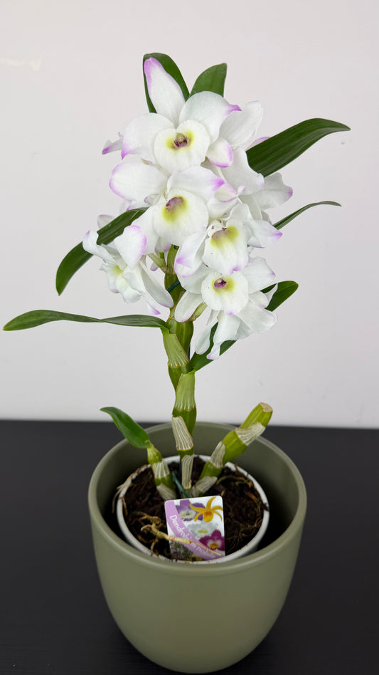 Dendrobium Nobile white