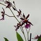 Oncidium Katerina Zoch