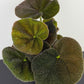 Begonia Masoniana