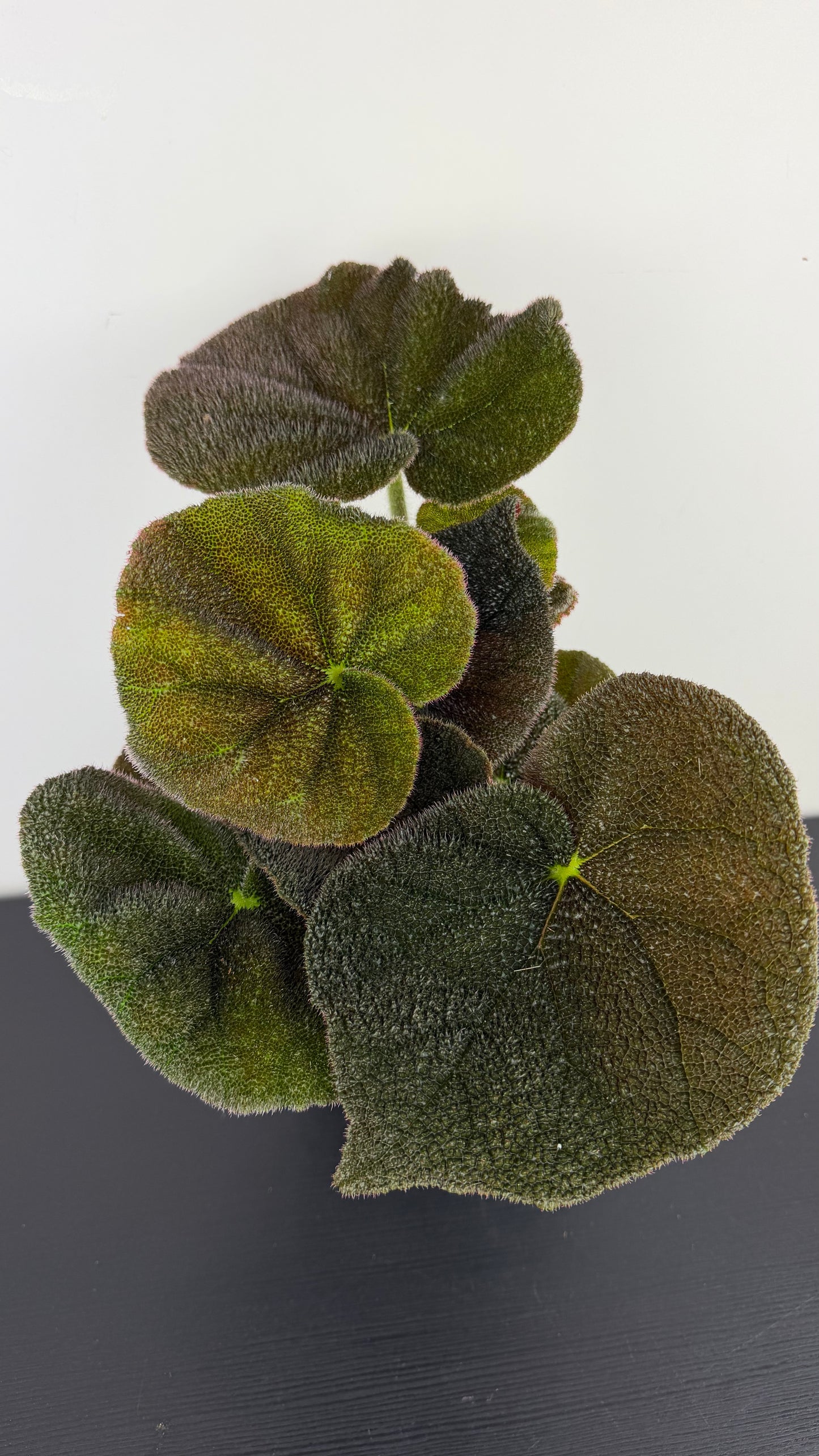 Begonia Masoniana