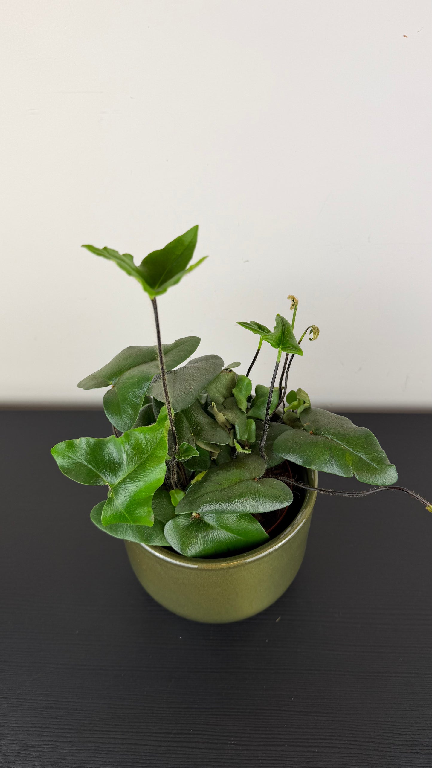 Hemionitis Arifolia