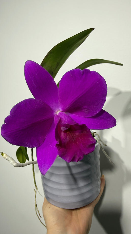 Cattleya 1