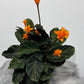 Calathea Crocata