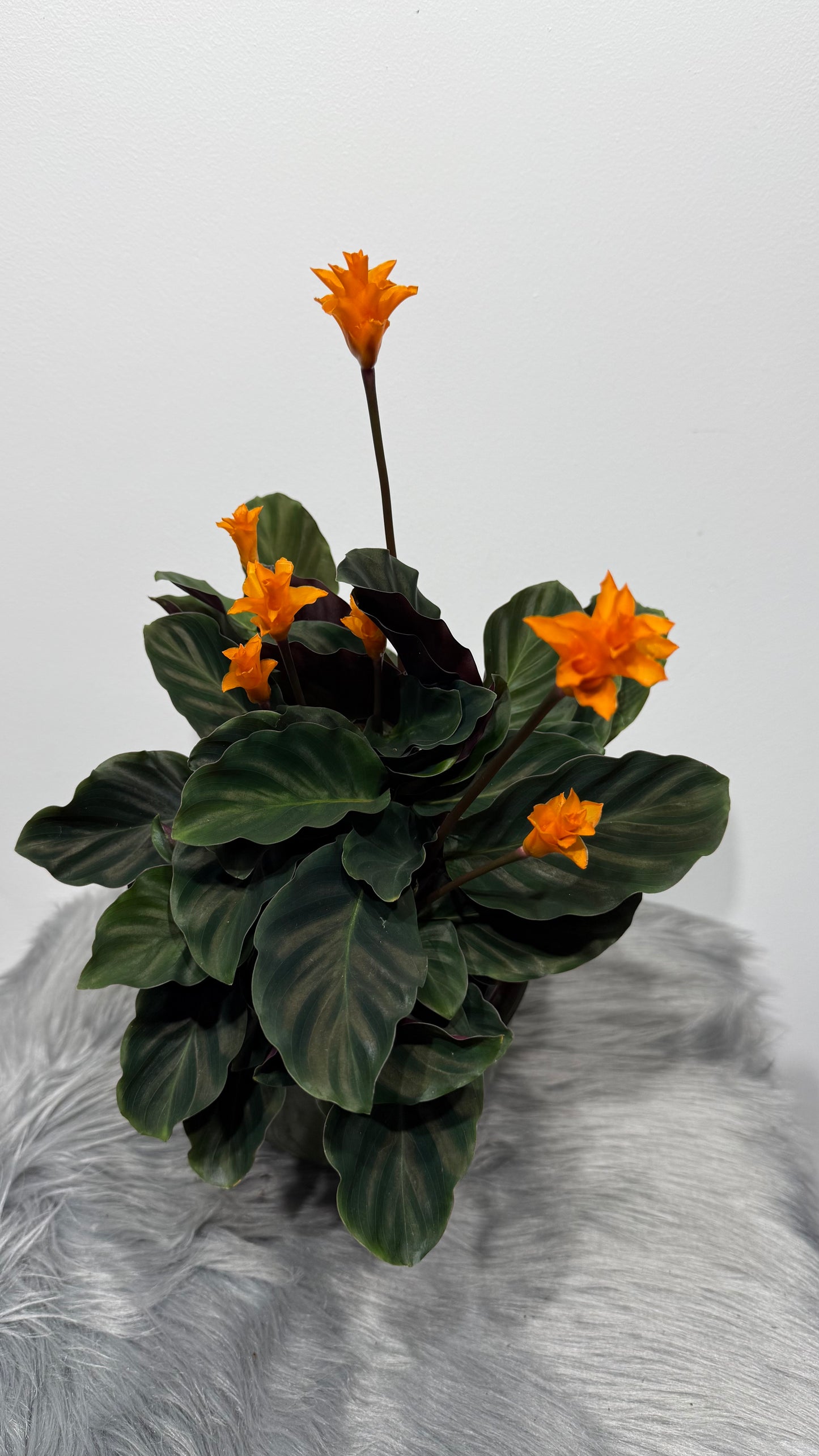 Calathea Crocata