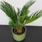 Cycas Revoluta