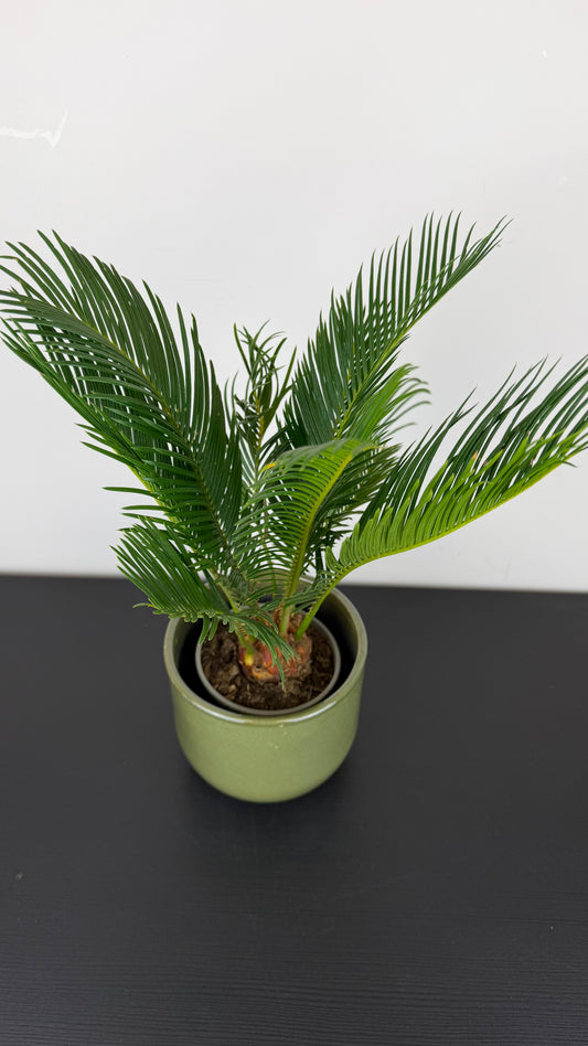 Cycas Revoluta