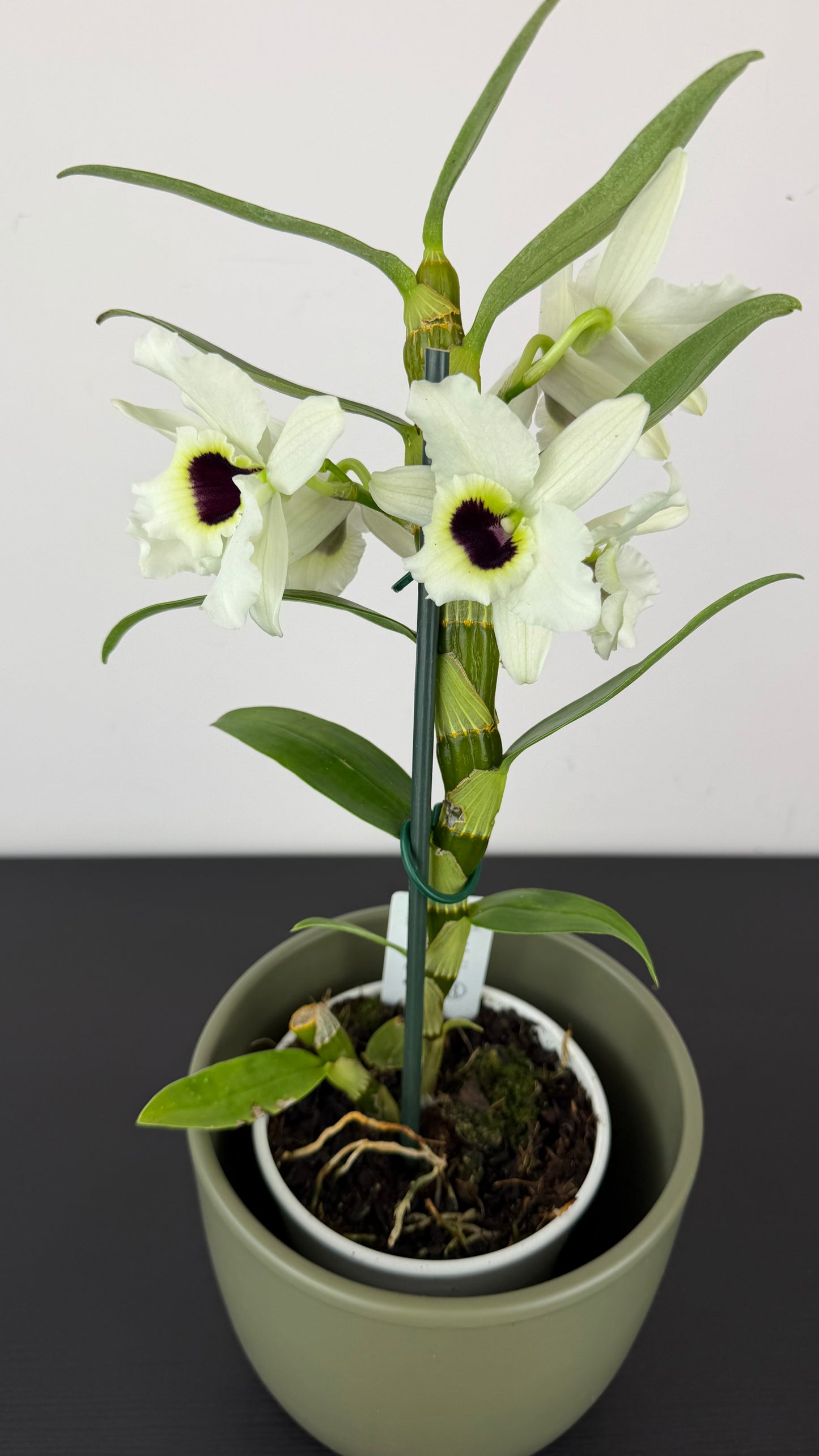 Dendrobium Nobile white Yellow