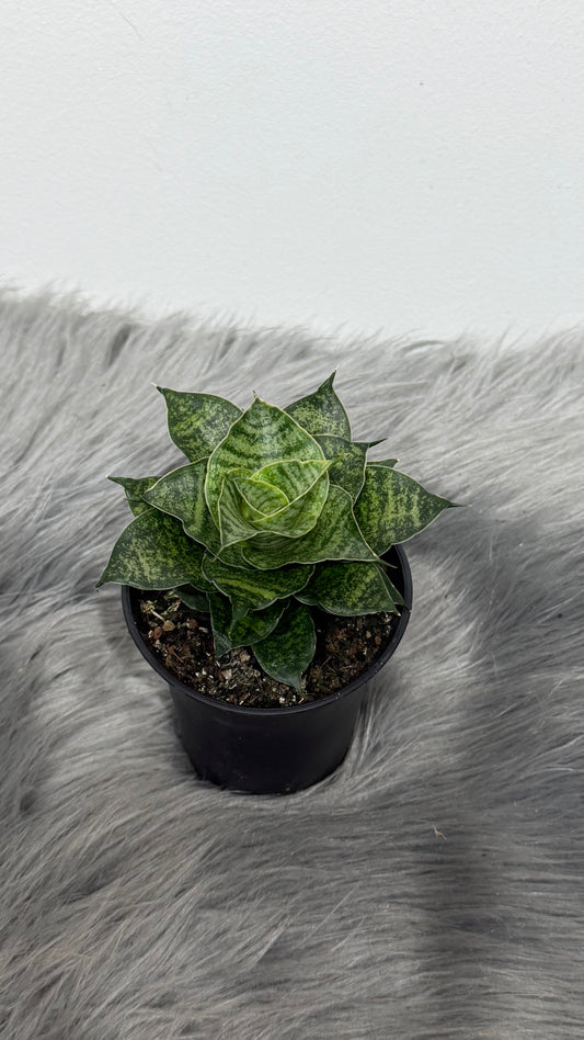 Sansevieria Star Mini Marble