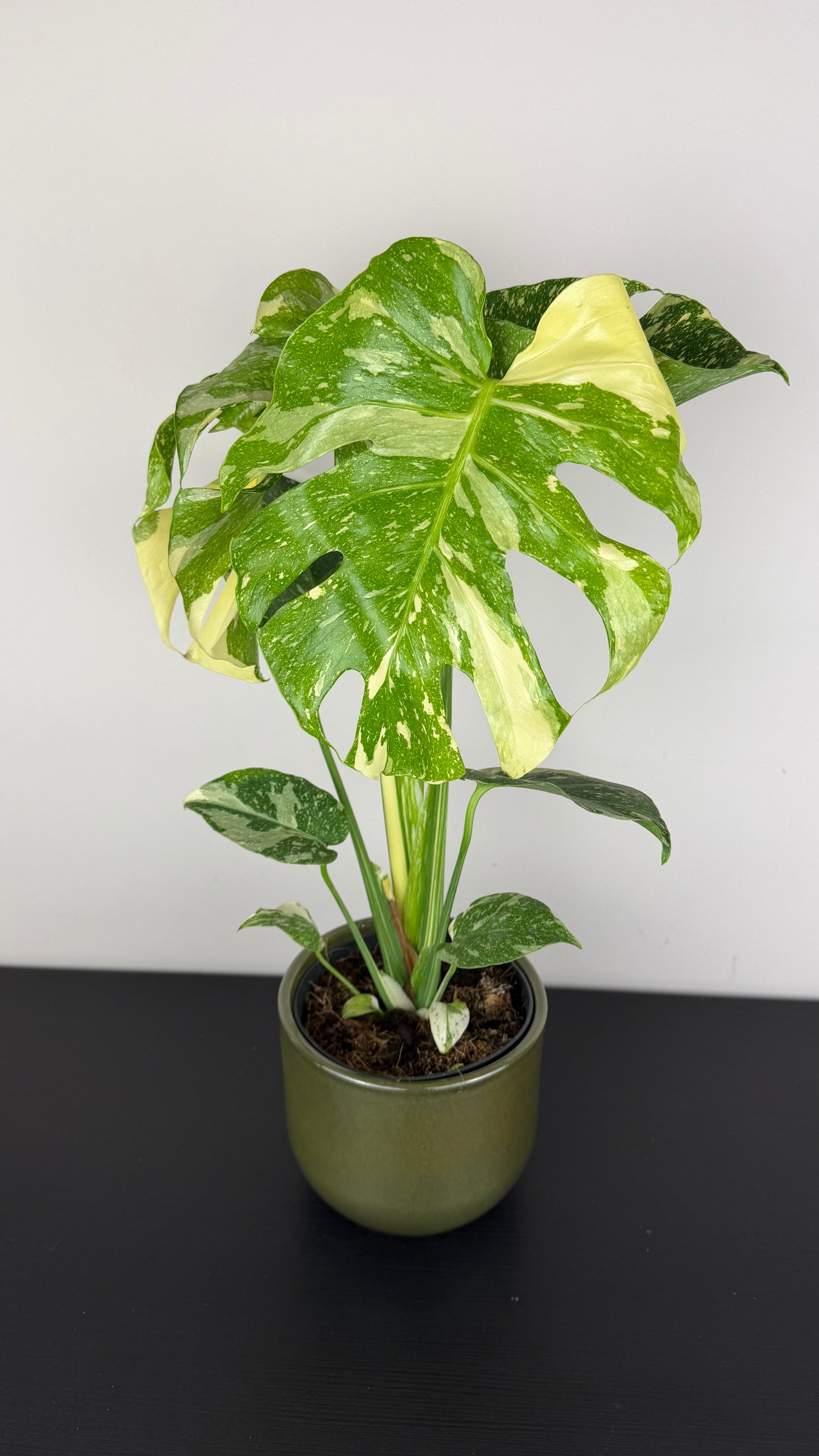 Monstera Thai Constellation