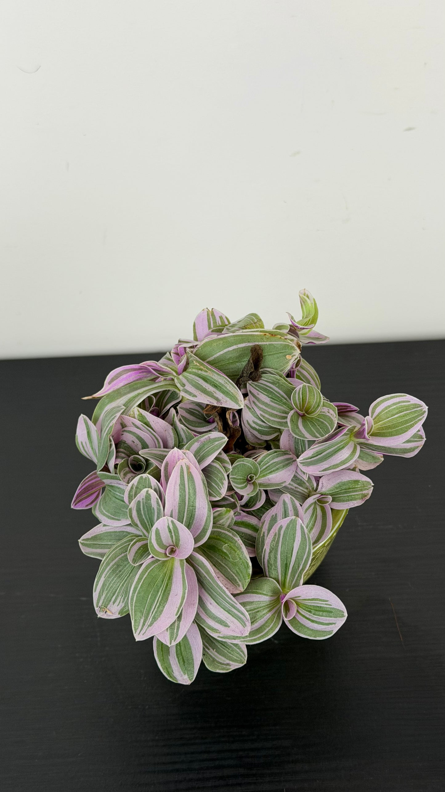 Tradescantia Sweetness