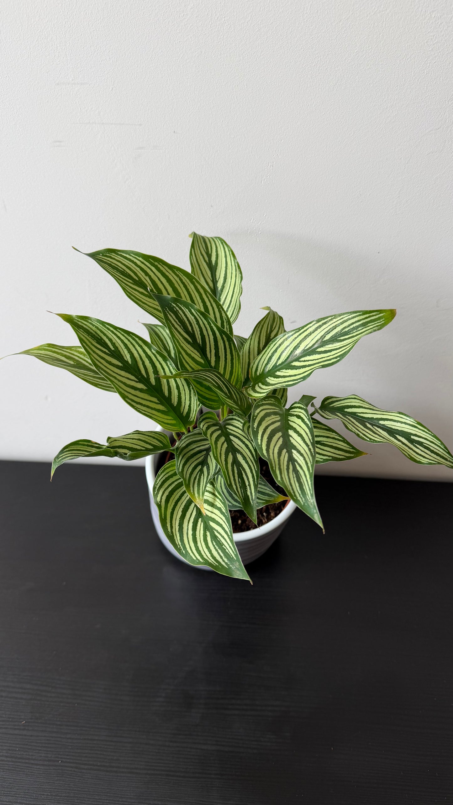 Calathea Vittata