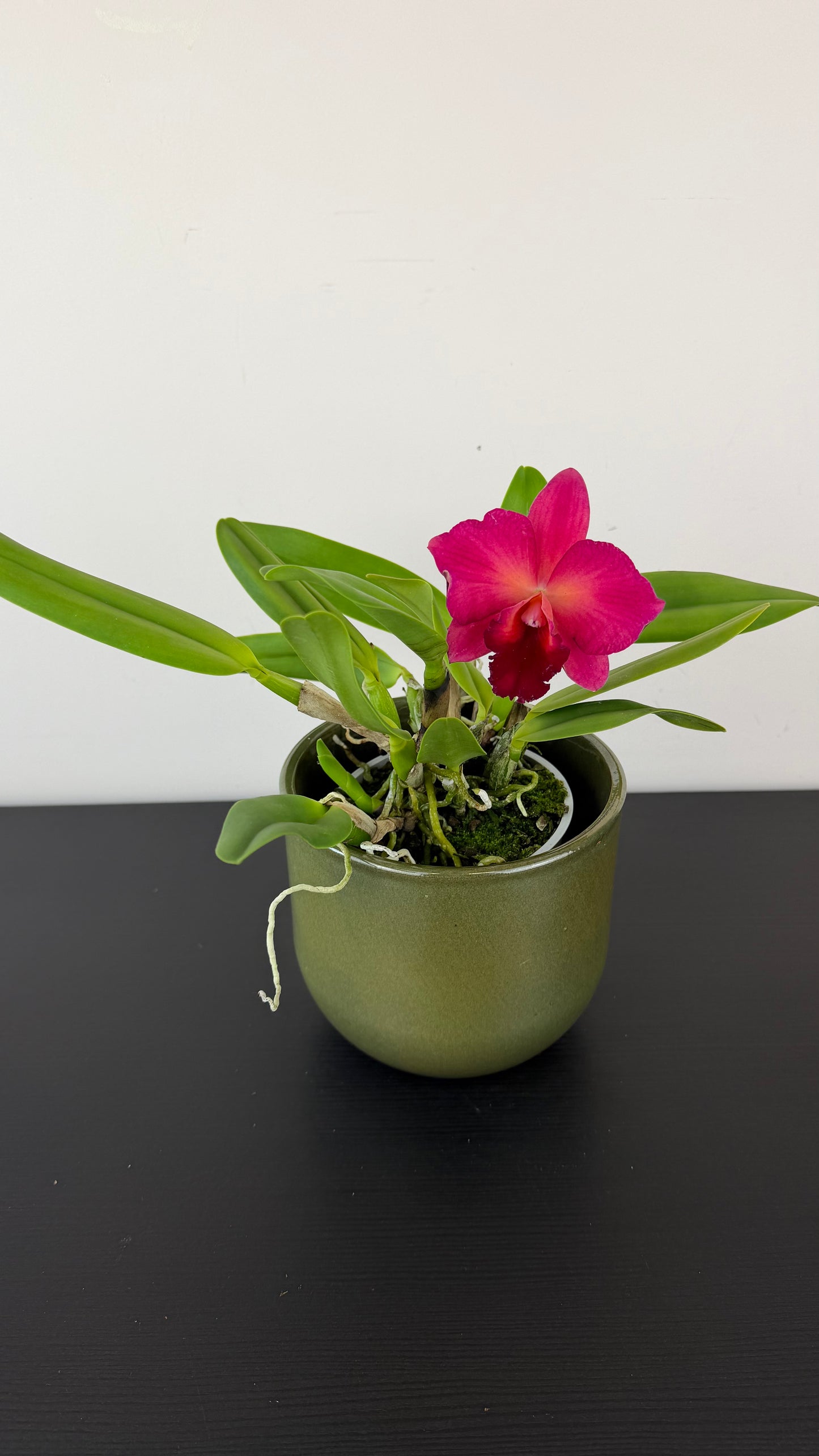 Cattleya 1