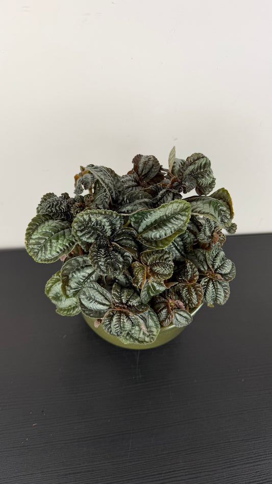 Pilea Norfolk