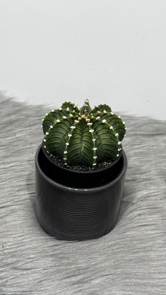 Gymnocalycium Green Stripe