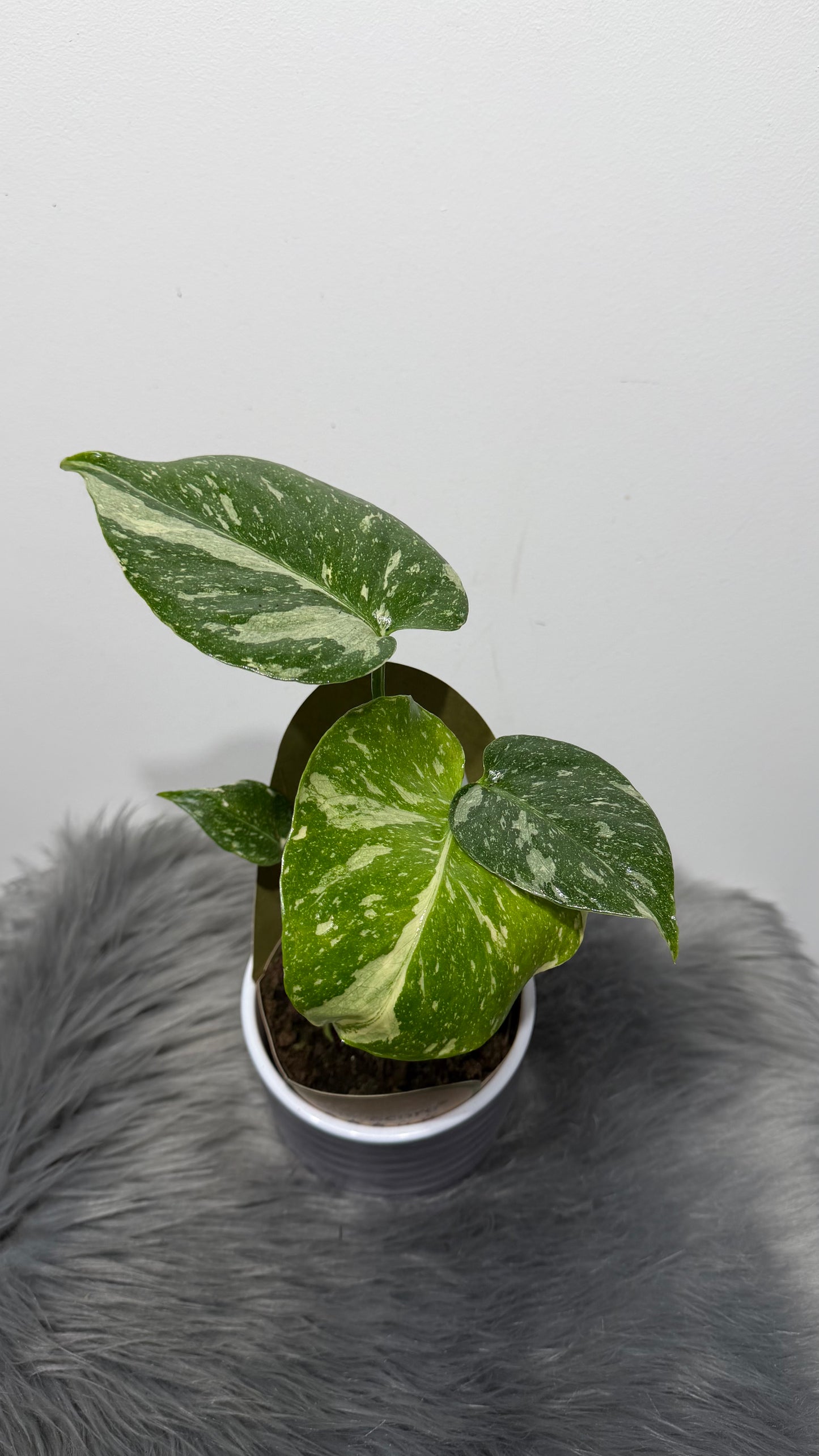 Monstera Thai Constellation