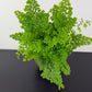 Adiantum Fragrans