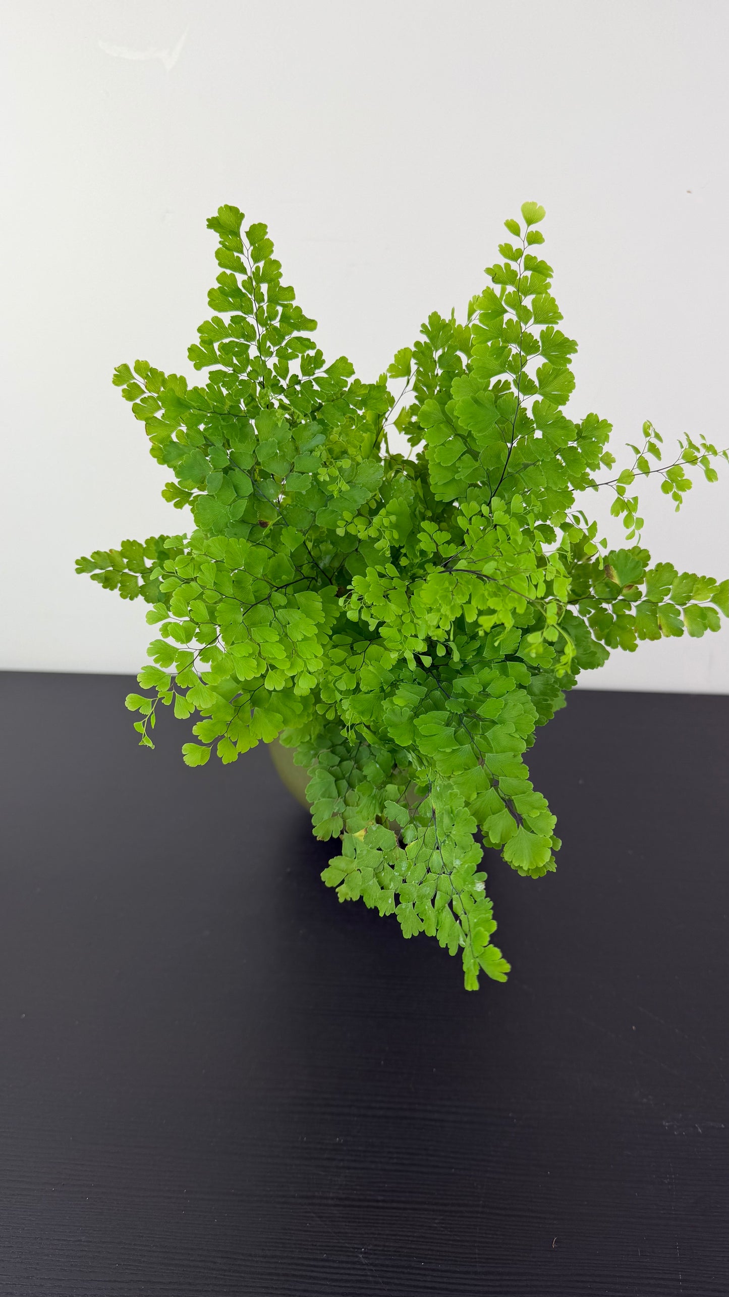 Adiantum Fragrans