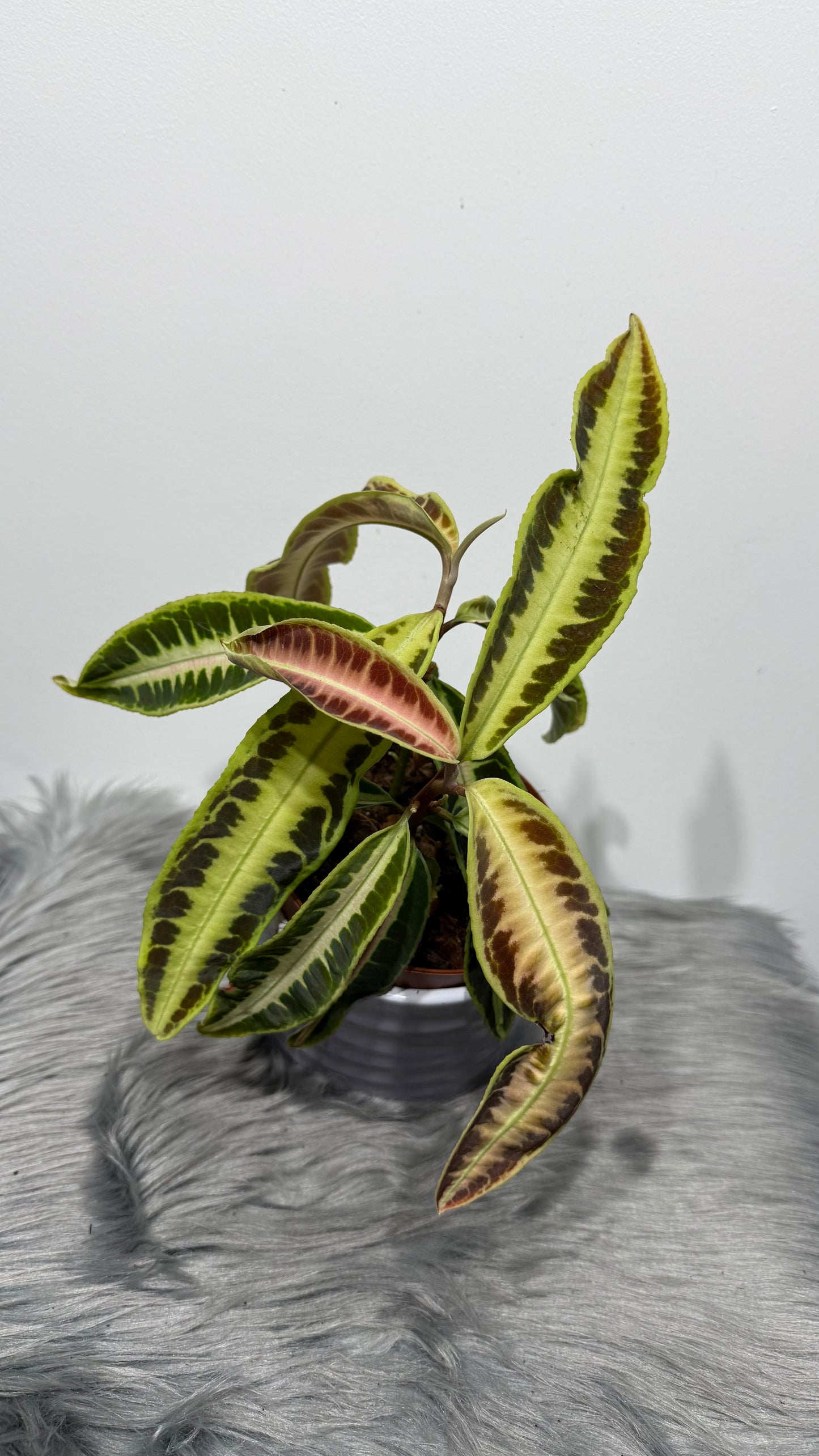 Labisia Jabi Sunrise