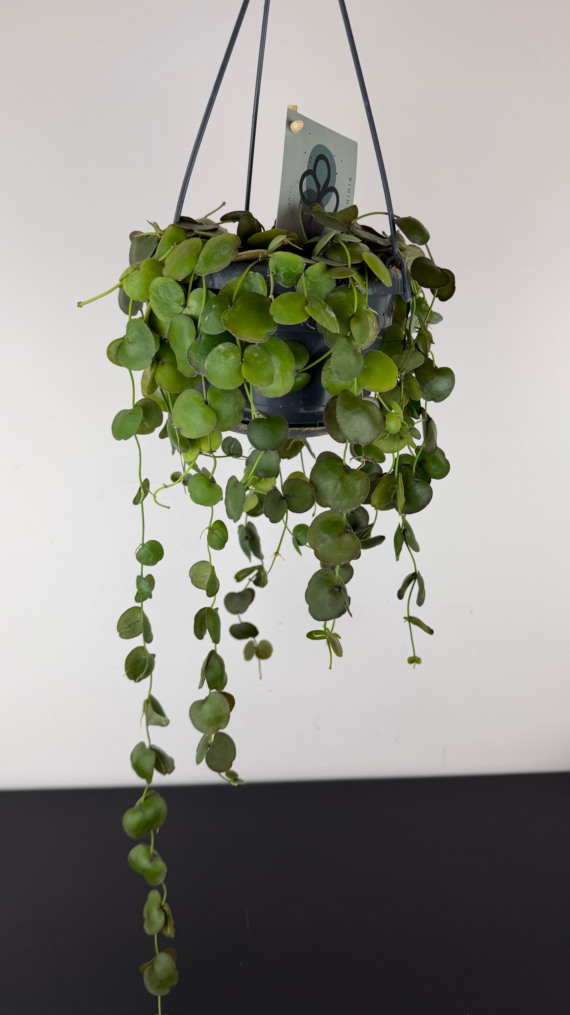 dischidia hanging plants Dischidia – www.augi-plants.lv