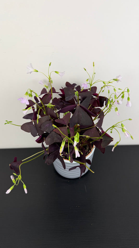 Oxalis