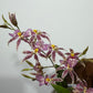 Brassia Summer Dream