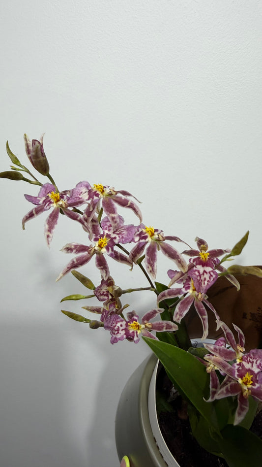Brassia Summer Dream