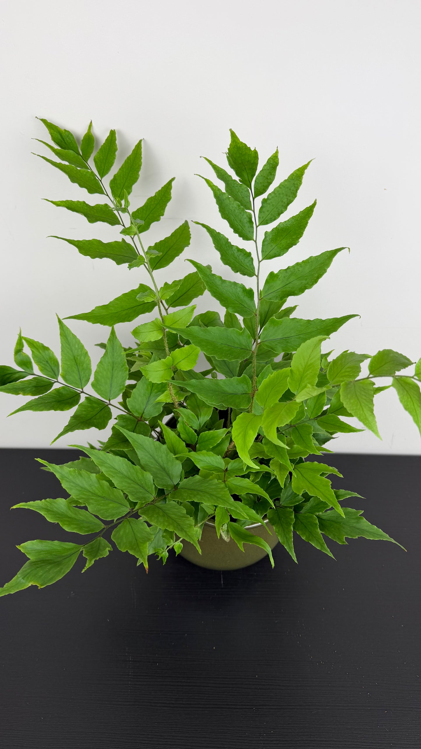 Fern 5