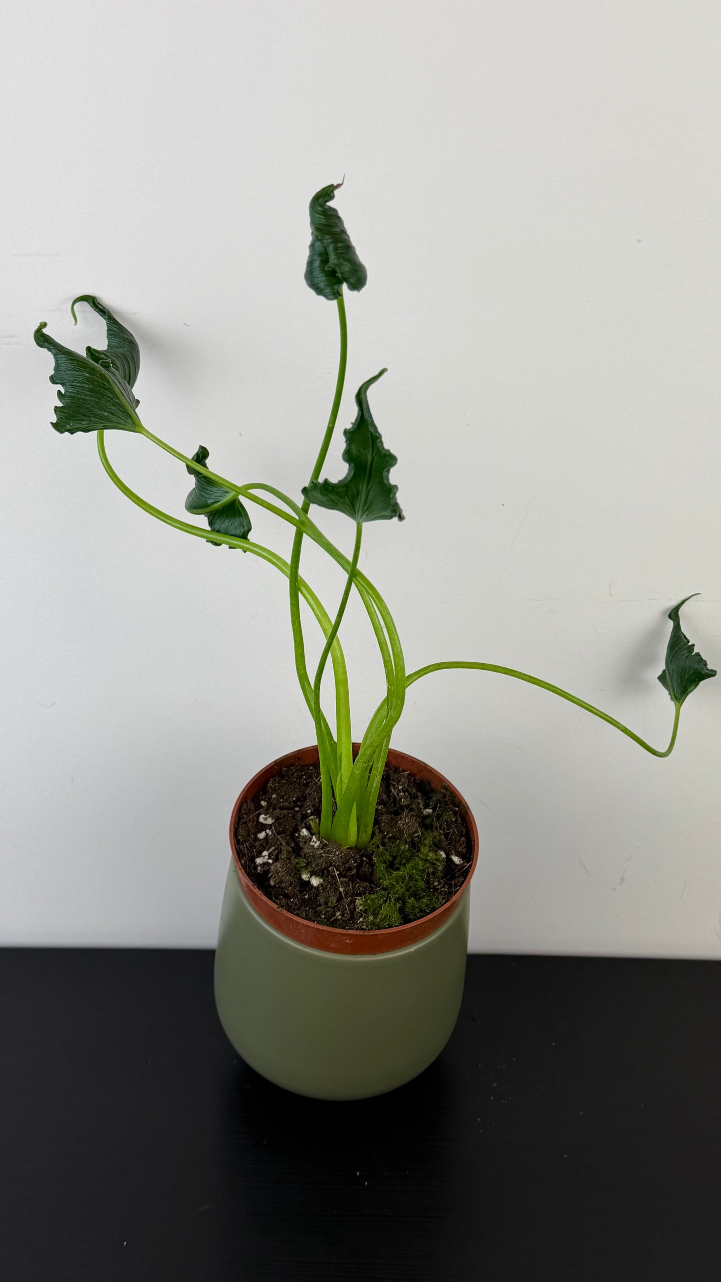 Alocasia Triangularis