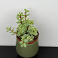 Portulacaria Afra Variegata