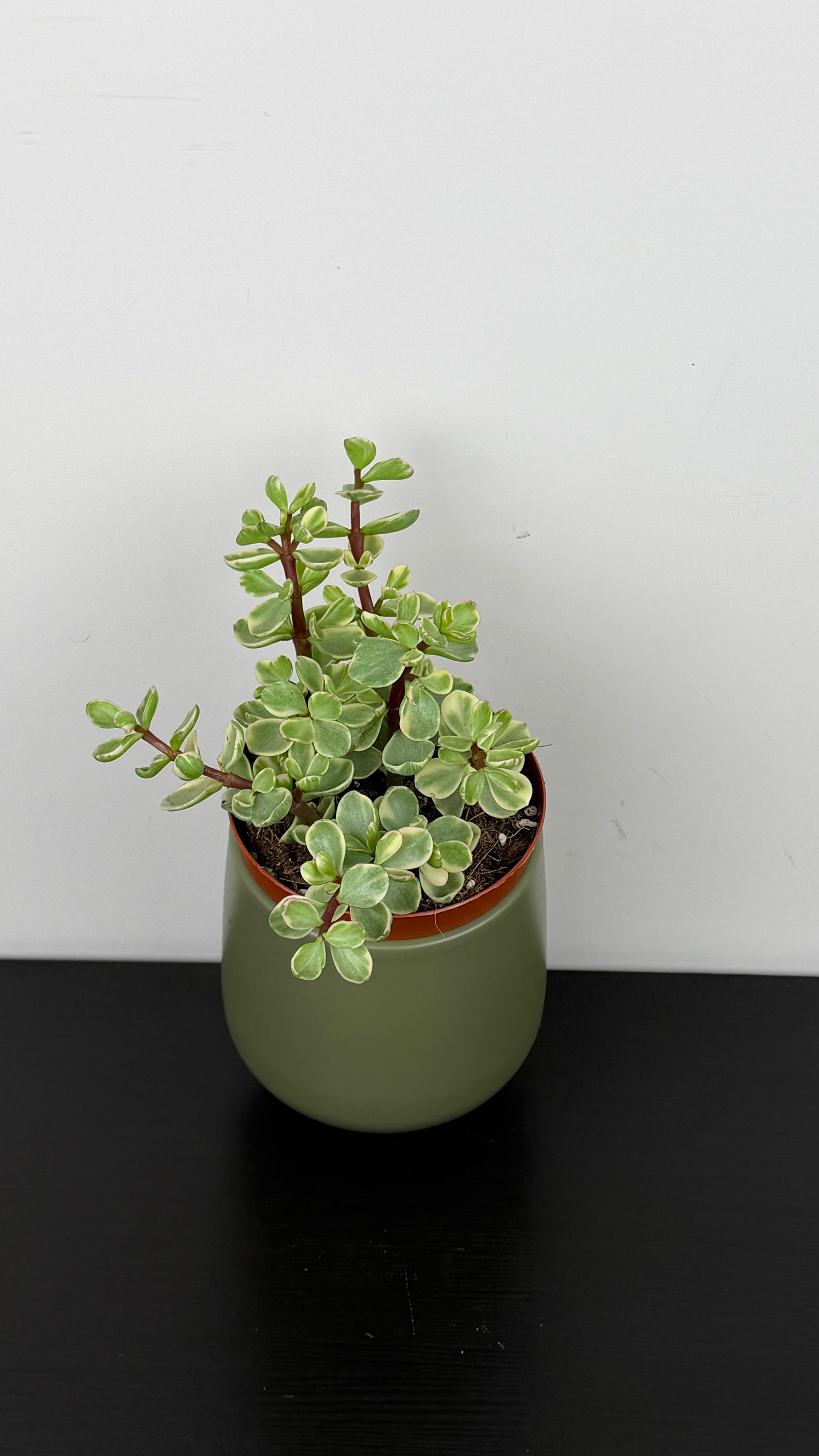 portulacaria afra toxic to dogs Portulacaria Afra Variegata – www.augi-plants.lv