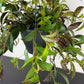 Aeschynanthus Marmoratus