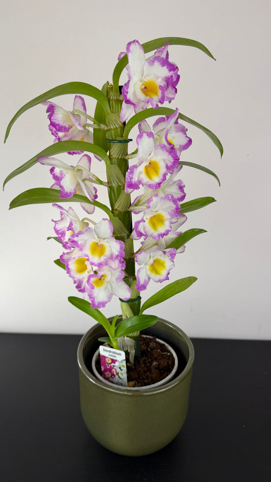 Dendrobium Nobile Rose