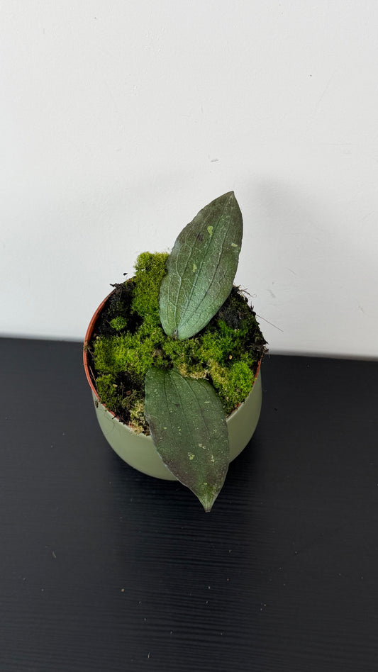 Hoya Erythrina