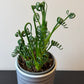 Albuca Friz Sizzle