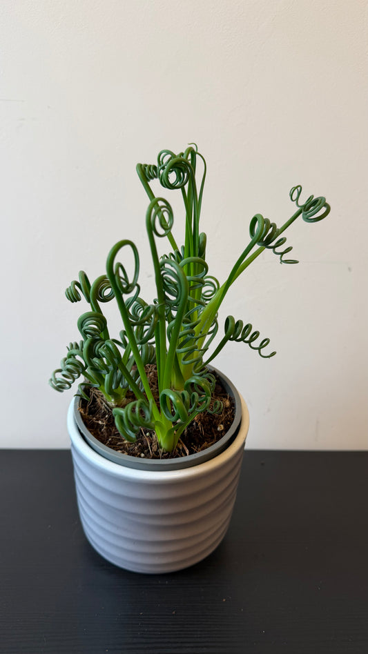 Albuca Friz Sizzle