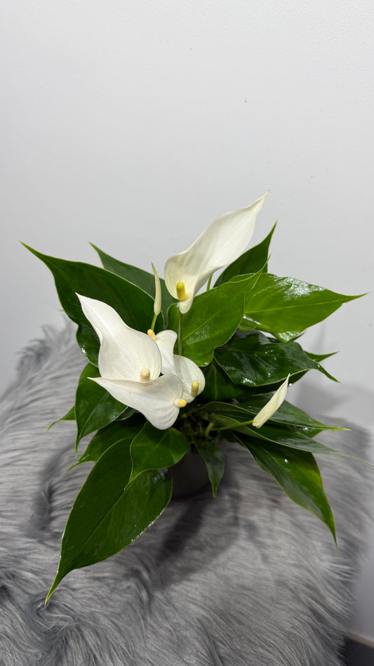 Anthurium White