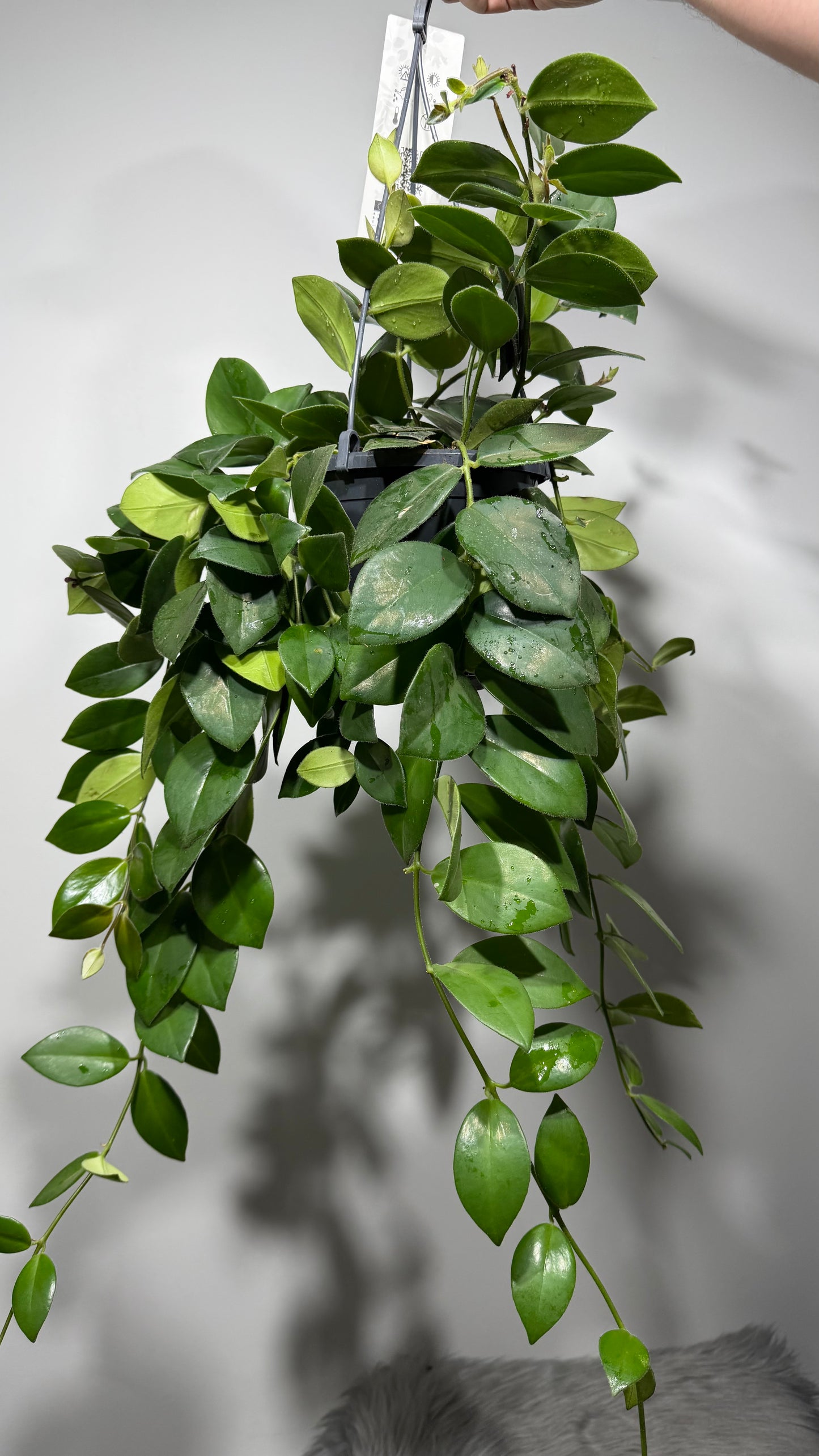 Aeschynanthus Monarda Lisa/ Lipstick plant